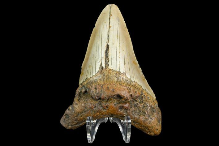 Fossil Megalodon Tooth - North Carolina #124947